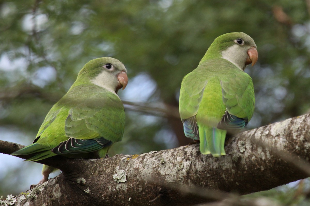 Калита сіроволий - ML645135634