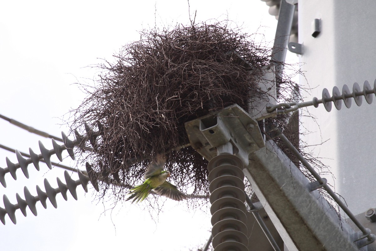 Калита сіроволий - ML645135635