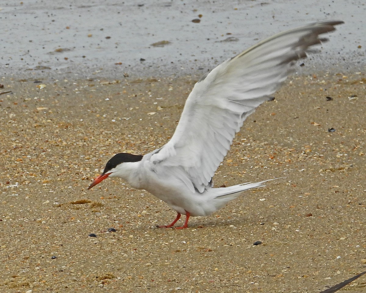 Flussseeschwalbe - ML645135636