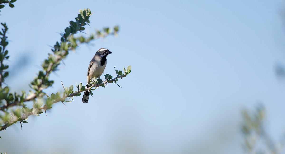Black-throated Sparrow - ML645135649