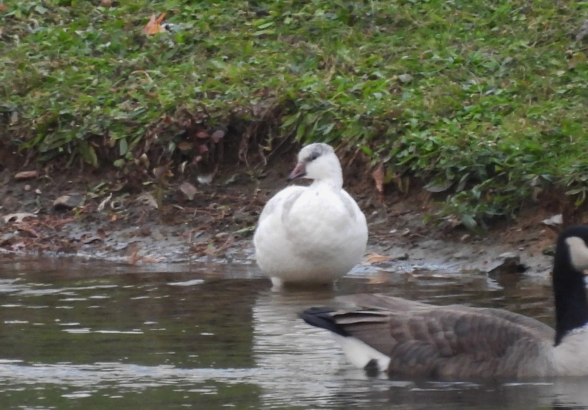 Ross's Goose - ML645135657