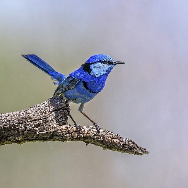 Splendid Fairywren - ML645135659