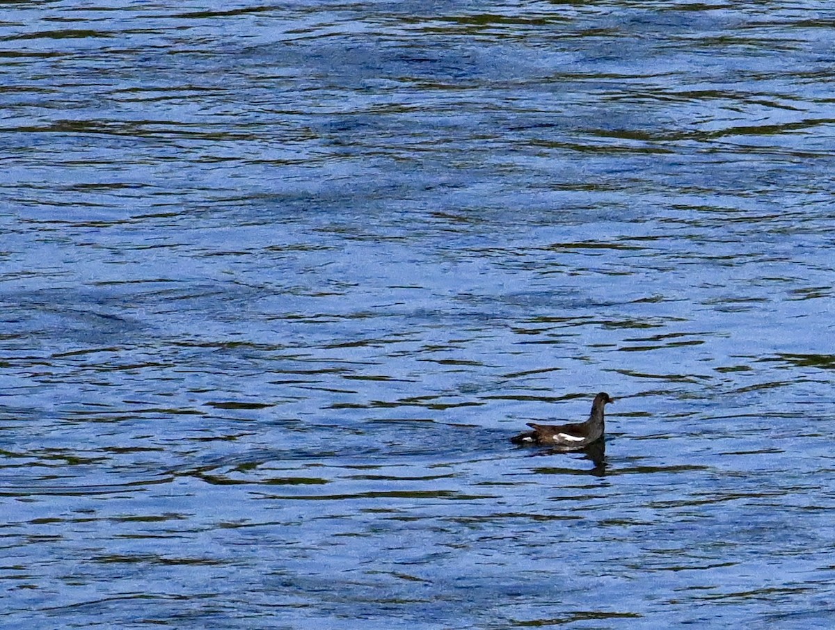 アメリカバン - ML645135664