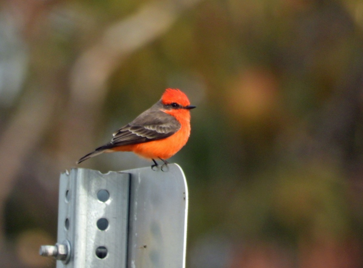 Vermilion Flycatcher - ML645135675
