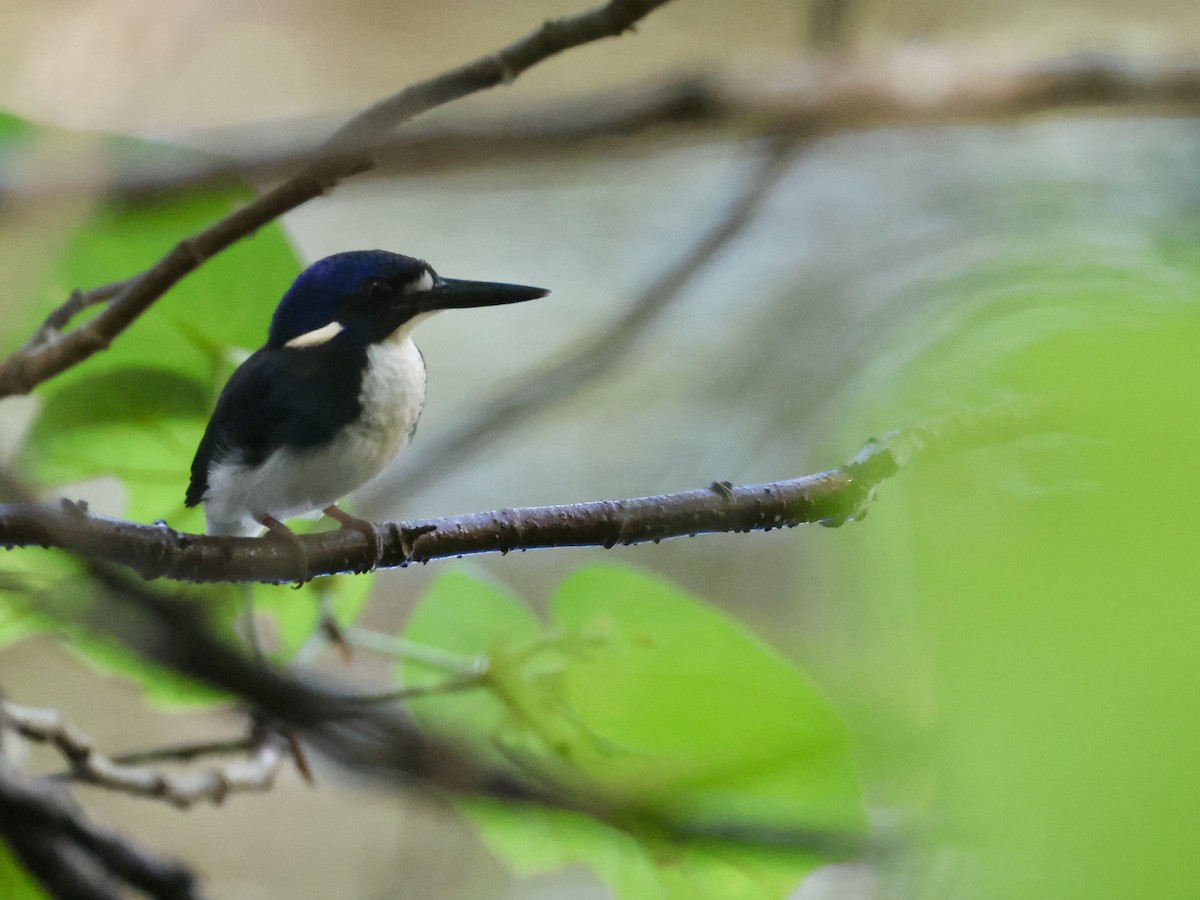 ヒメミツユビカワセミ - ML645135676