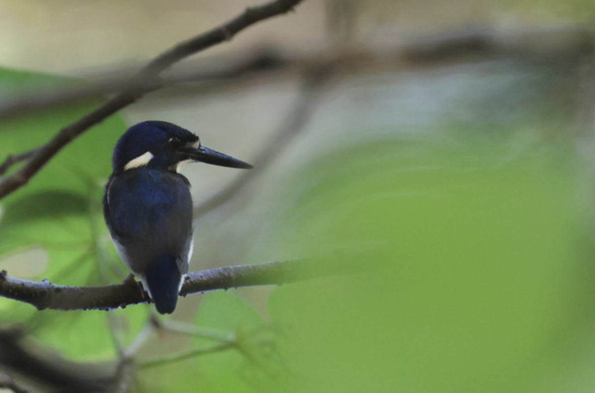 ヒメミツユビカワセミ - ML645135677