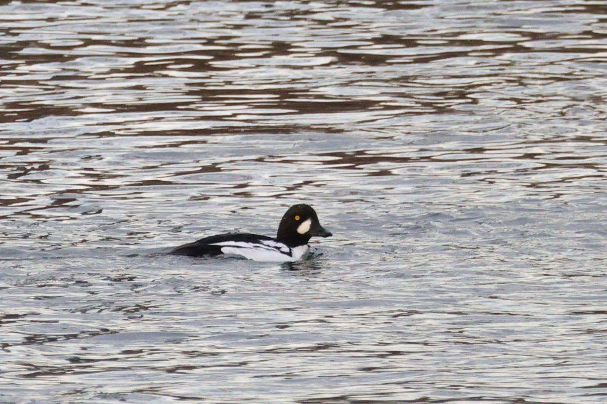 Common x Barrow's Goldeneye (hybrid) - ML645135681
