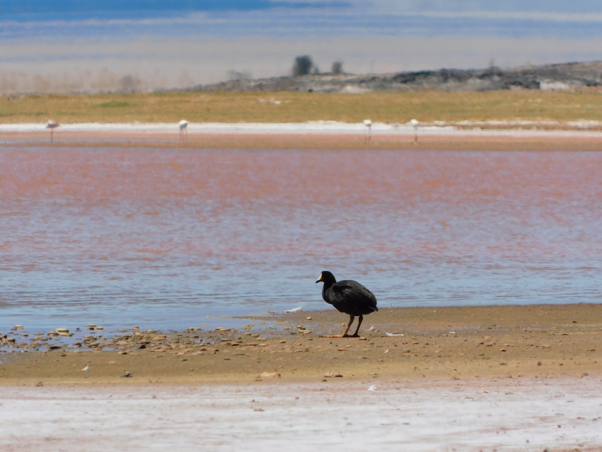 Giant Coot - ML645135685