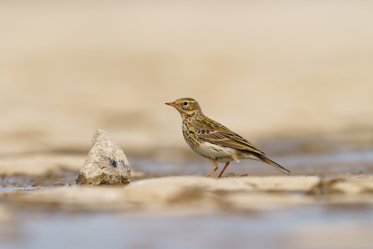 Meadow Pipit - ML645135688