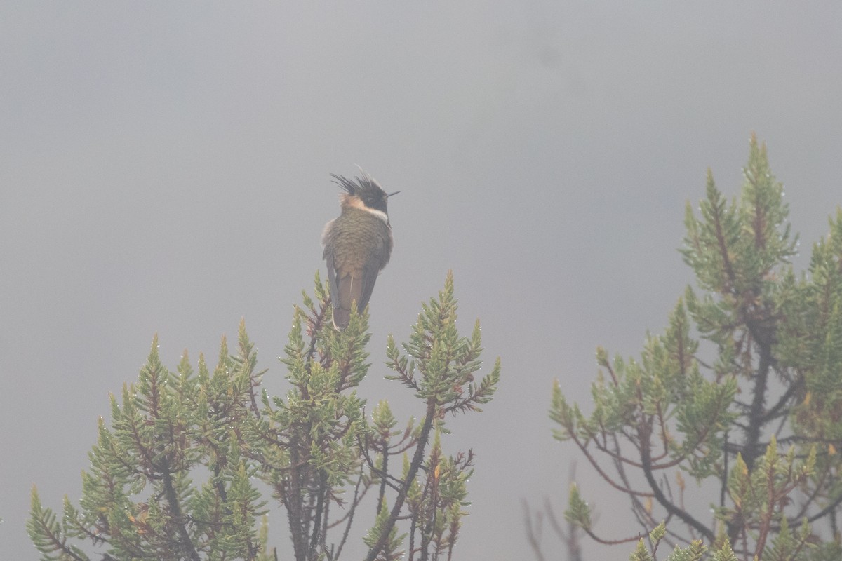 Buffy Helmetcrest - ML645135689