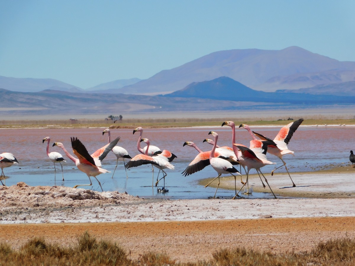 Andean Flamingo - ML645135692