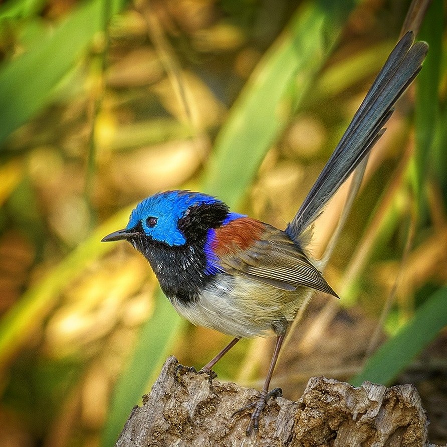 Purple-backed Fairywren - ML645135698