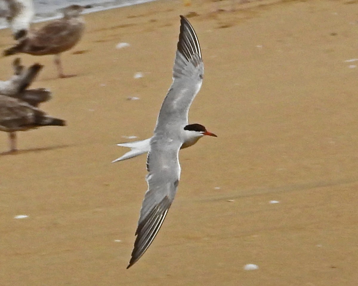 Flussseeschwalbe - ML645135701