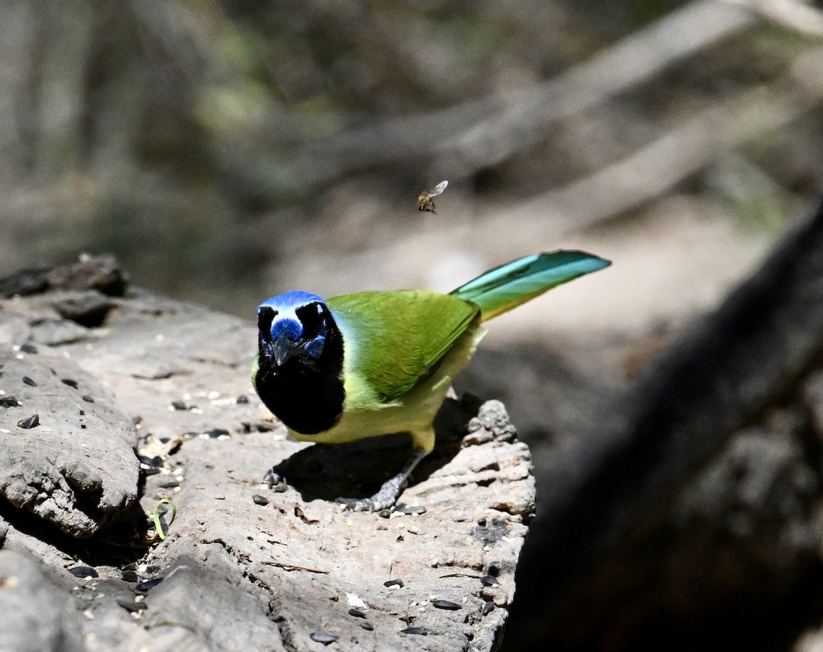 Yeşil Karga - ML645135709