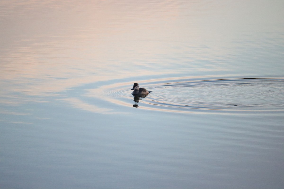 Савка американська - ML645135713