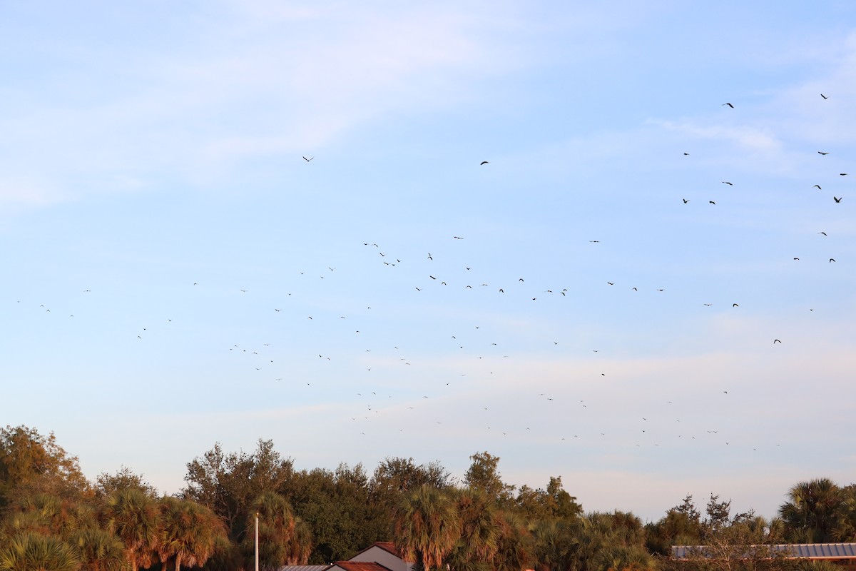 ウオガラス - ML645135734