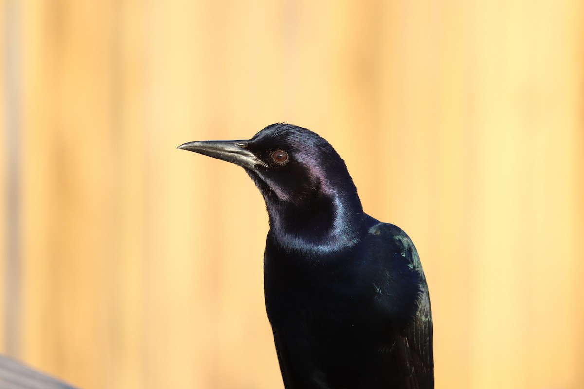 Boat-tailed Grackle - ML645135754