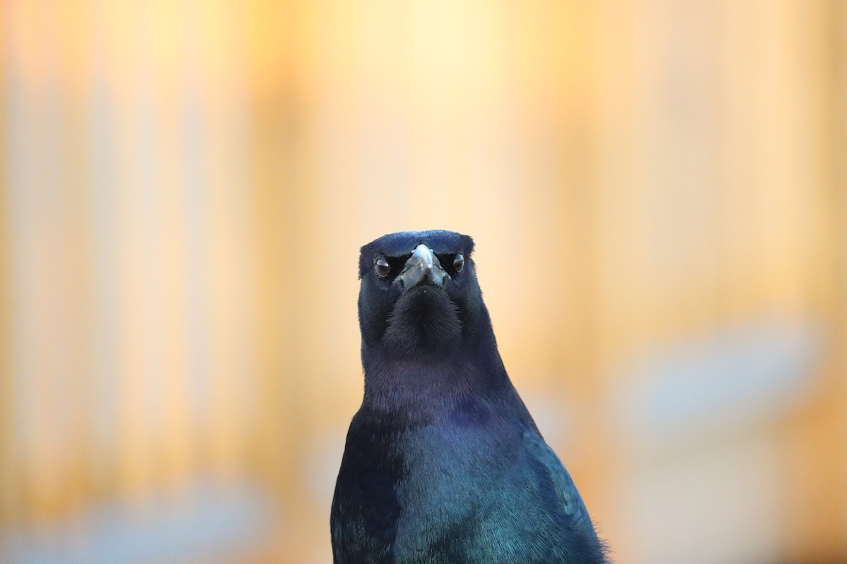 Boat-tailed Grackle - ML645135755