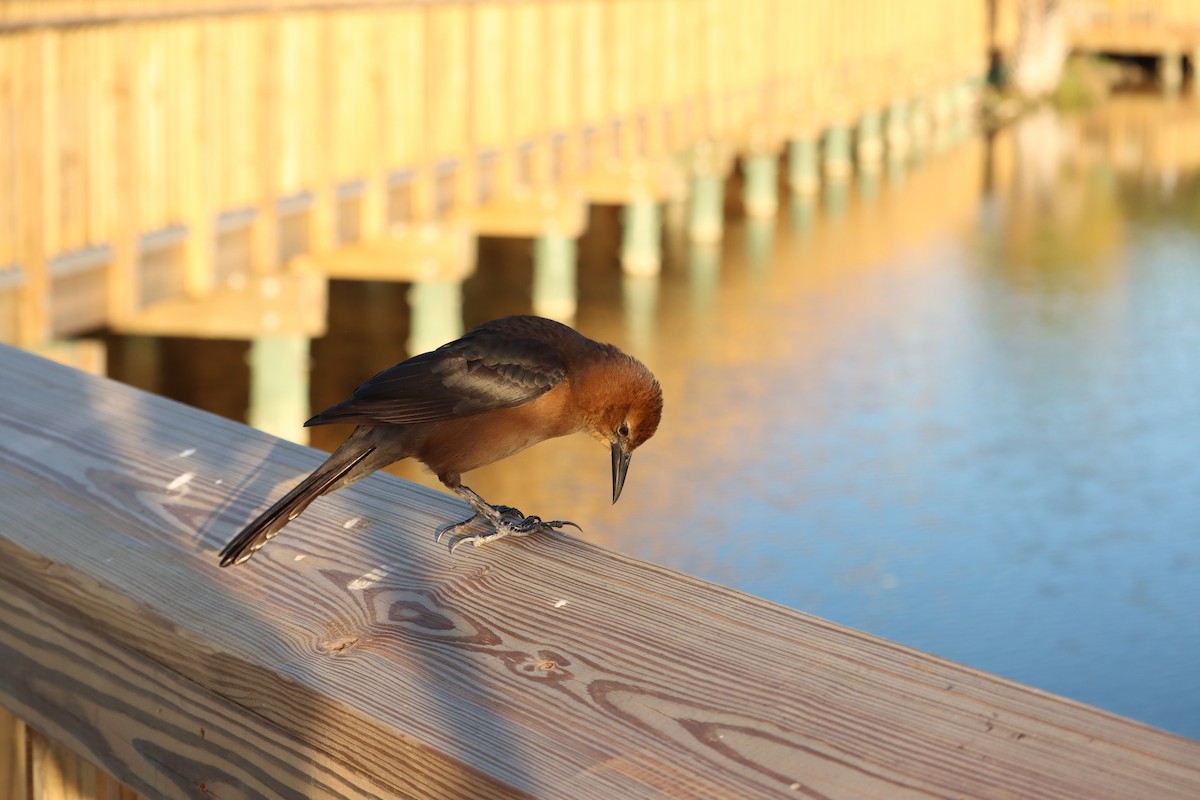 Boat-tailed Grackle - ML645135756