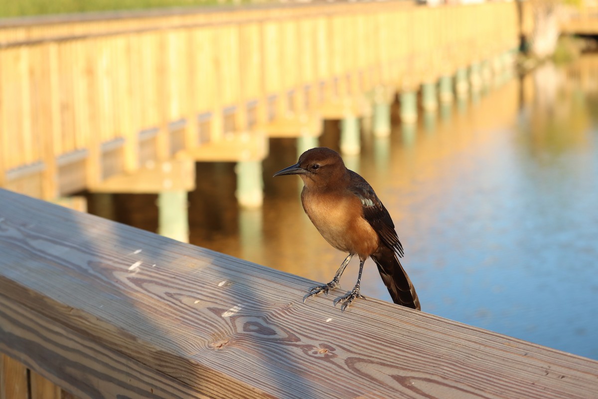 Boat-tailed Grackle - ML645135757
