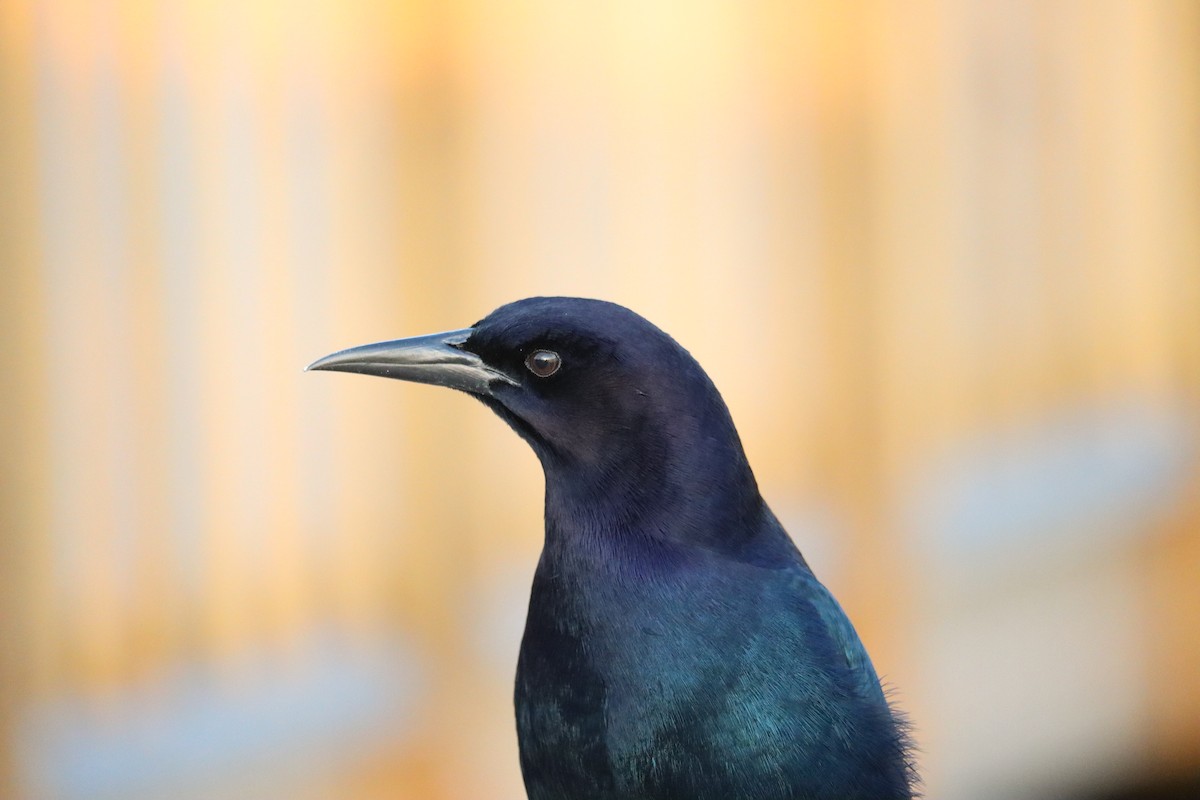 Boat-tailed Grackle - ML645135758