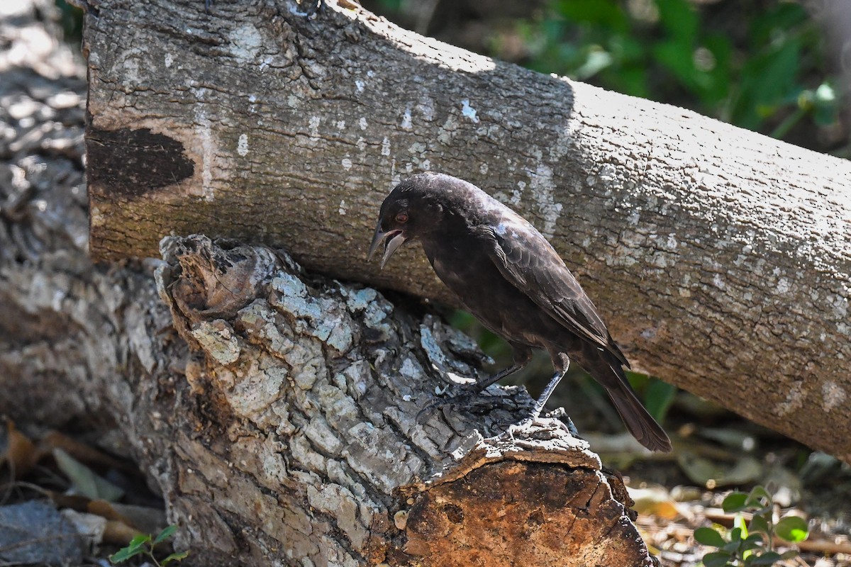 Bronzed Cowbird - ML645135759
