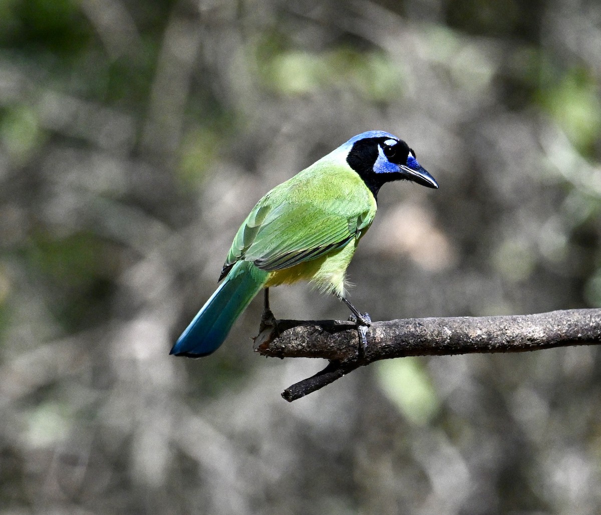 Yeşil Karga - ML645135779