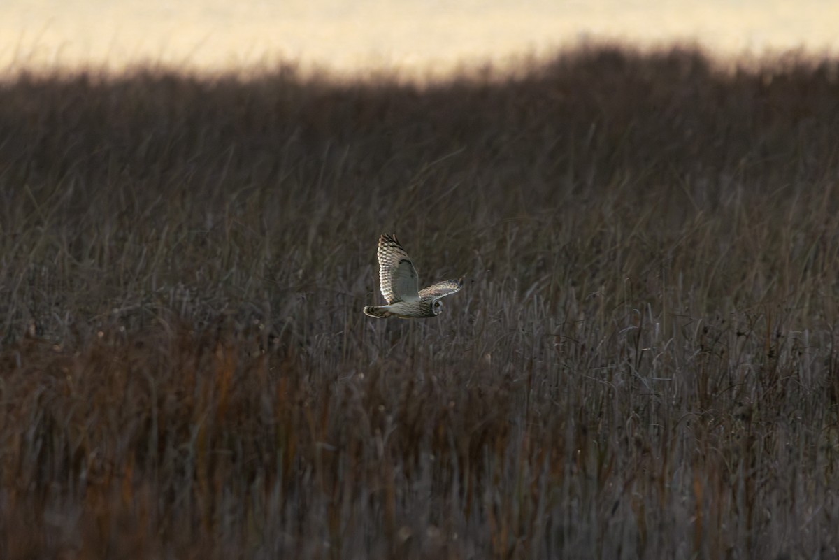 Zingira-hontza - ML645135787