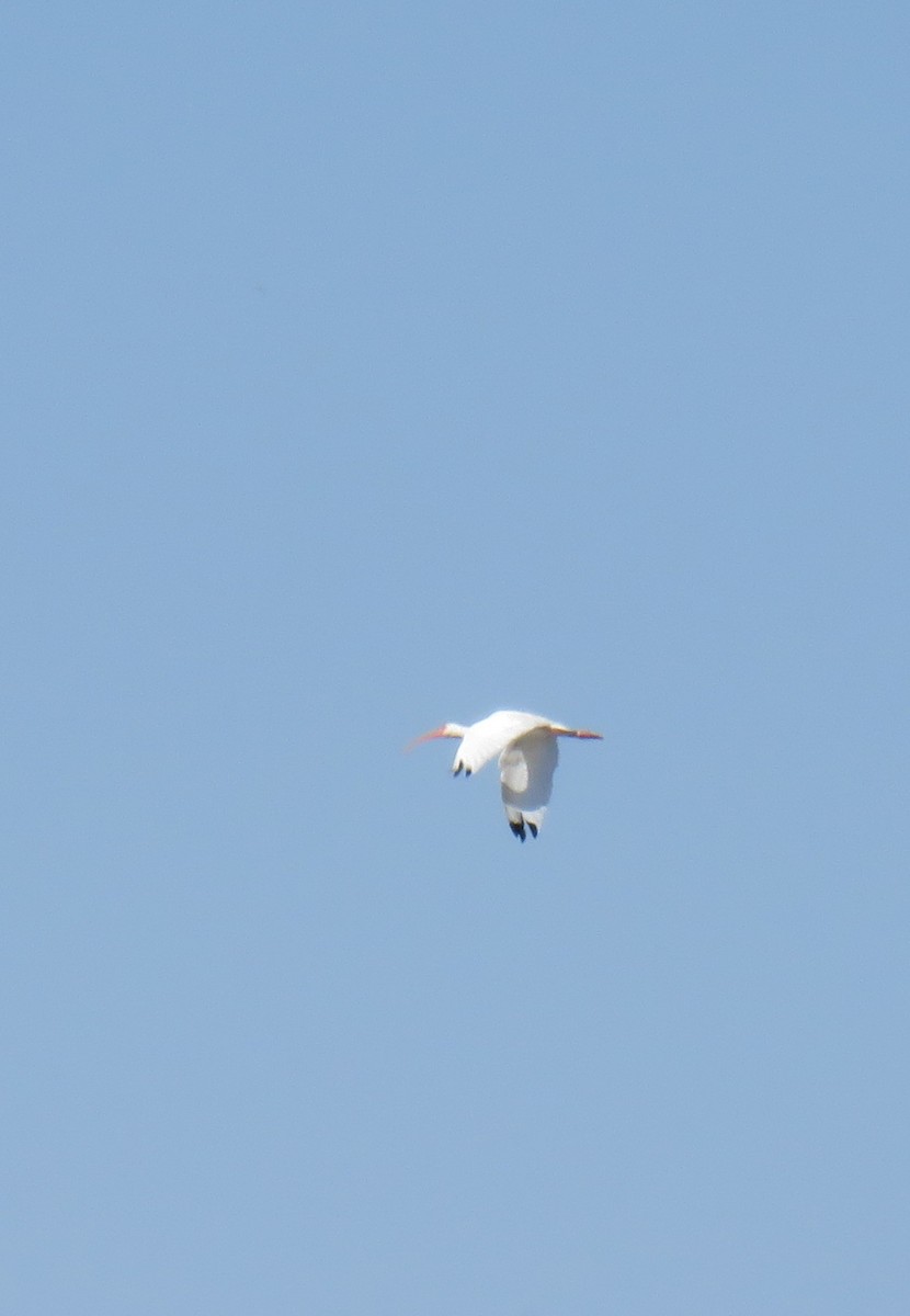 White Ibis - ML645135789