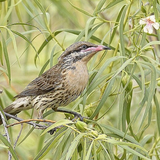 Diken Yanaklı Balkuşu - ML645135796