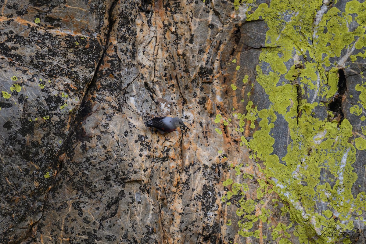Wallcreeper - ML645135804