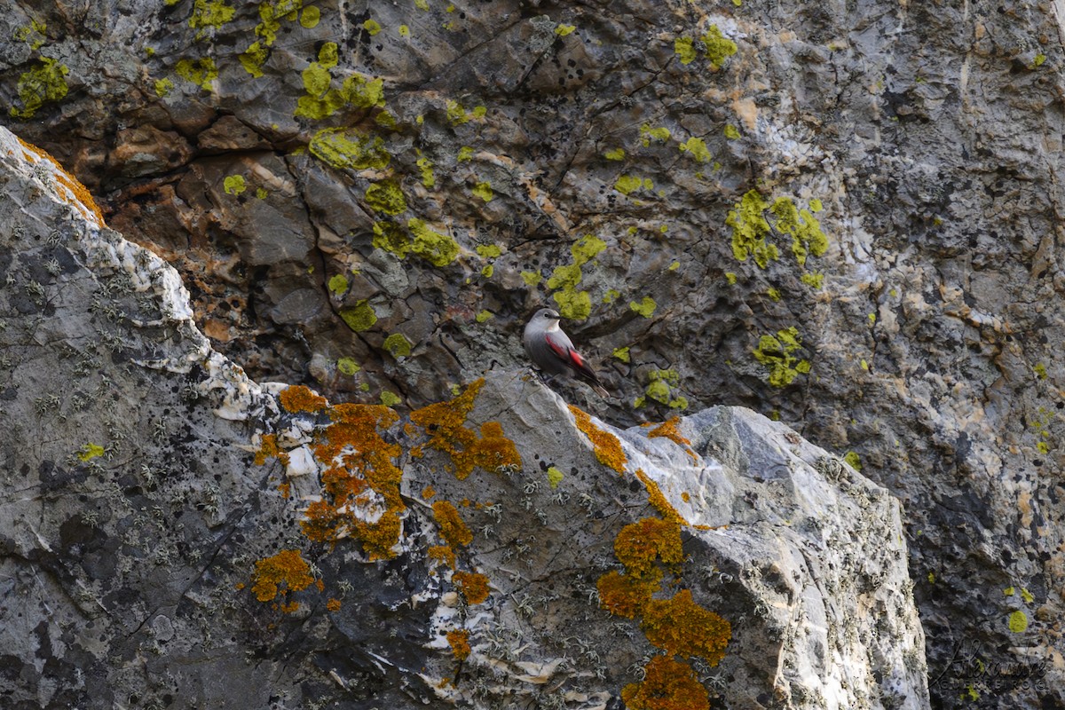 Wallcreeper - ML645135805