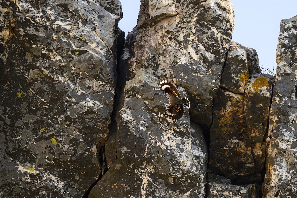 Wallcreeper - ML645135806