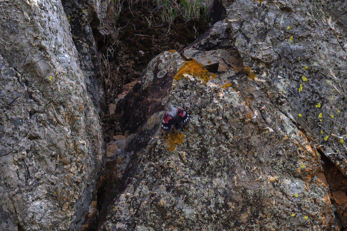 Wallcreeper - ML645135807