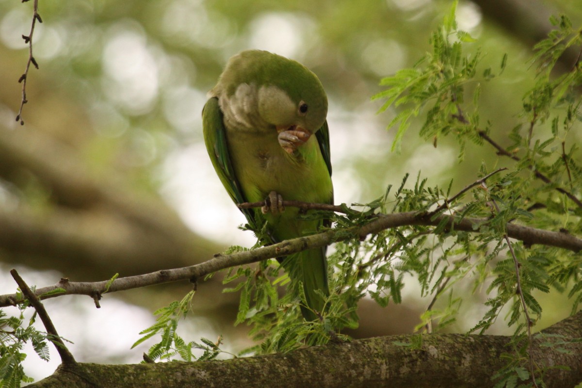 Калита сіроволий - ML645135818