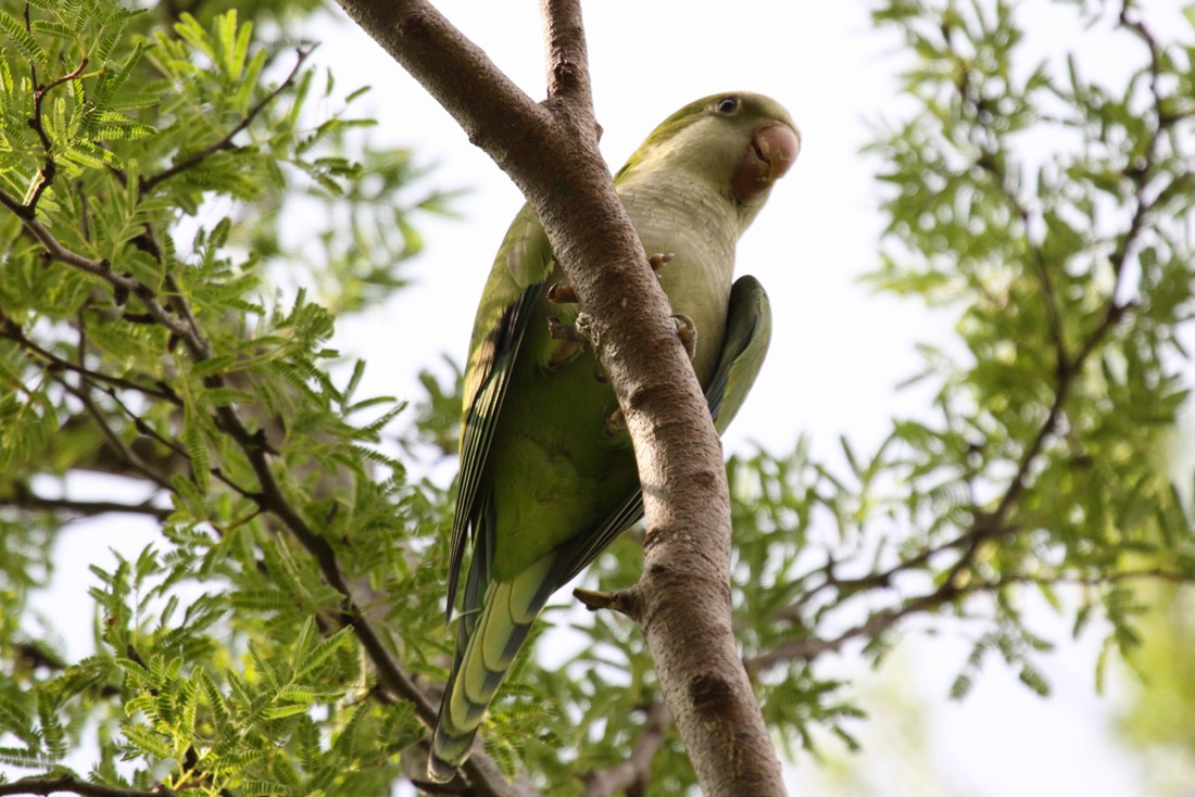 Калита сіроволий - ML645135819