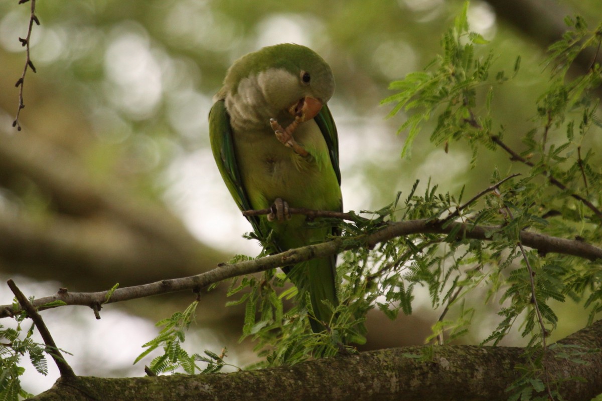 Калита сіроволий - ML645135820