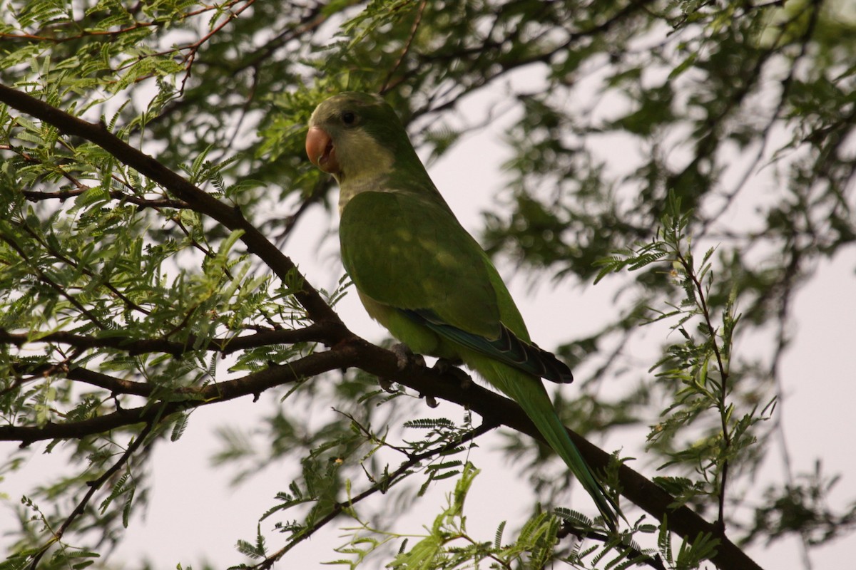 Калита сіроволий - ML645135821