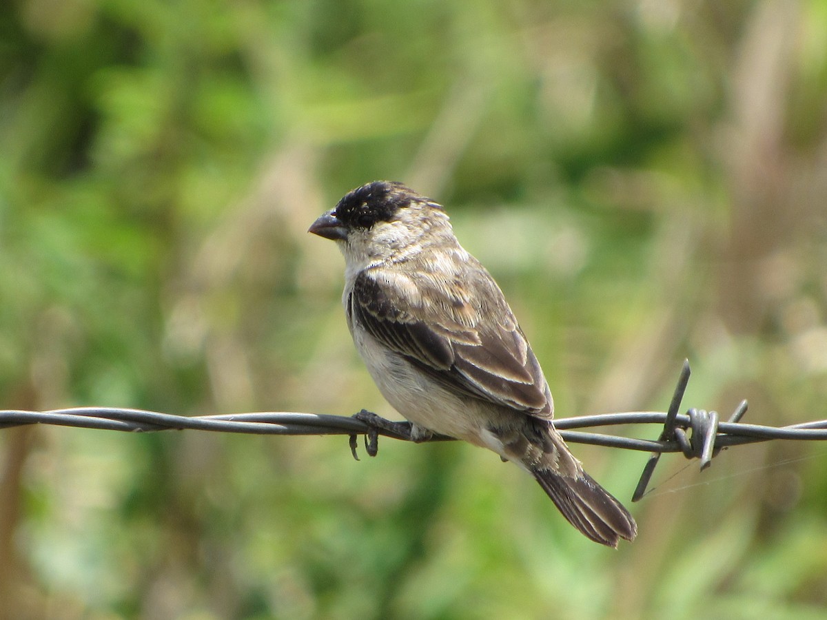 Pearly-bellied Seedeater - ML645135855