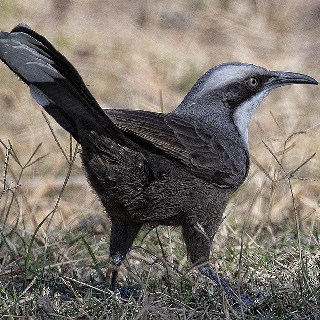 オーストラリアマルハシ - ML645135856