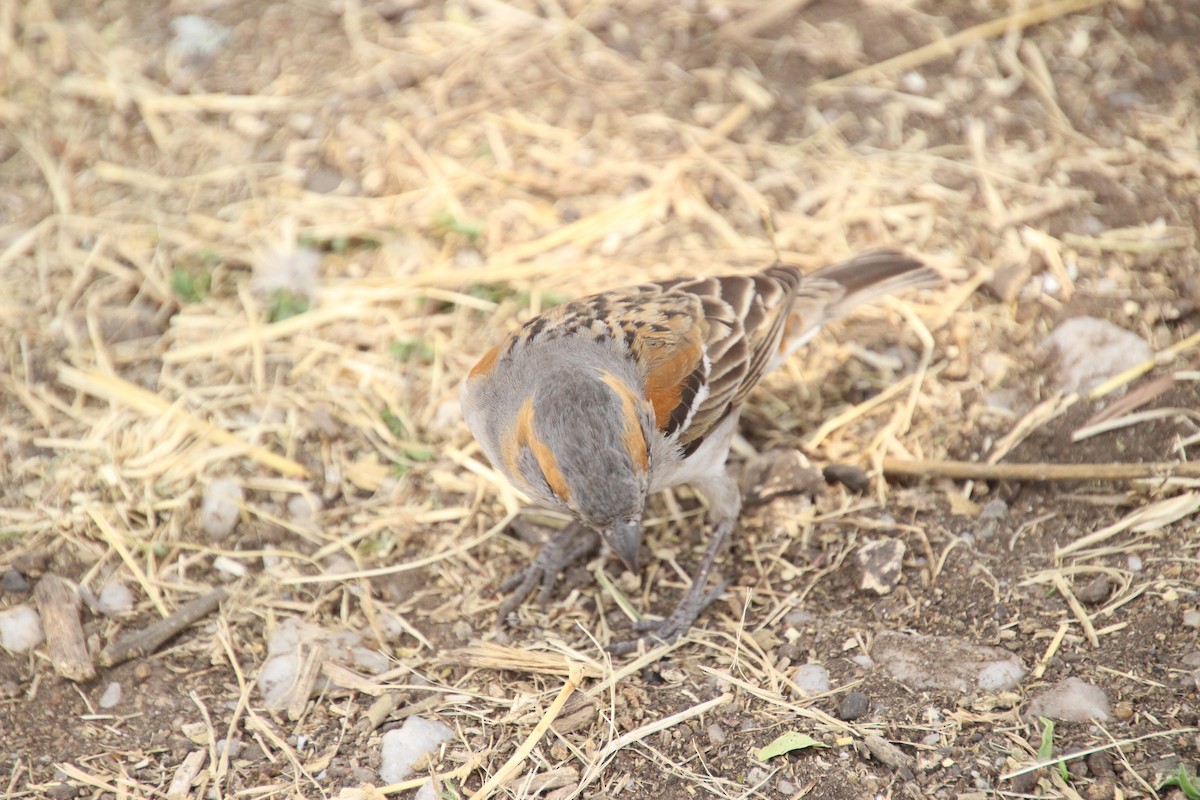 Kenya Rufous Sparrow - ML645135861