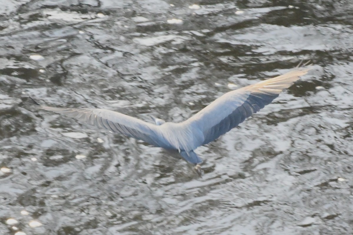 White-faced Heron - ML645135870