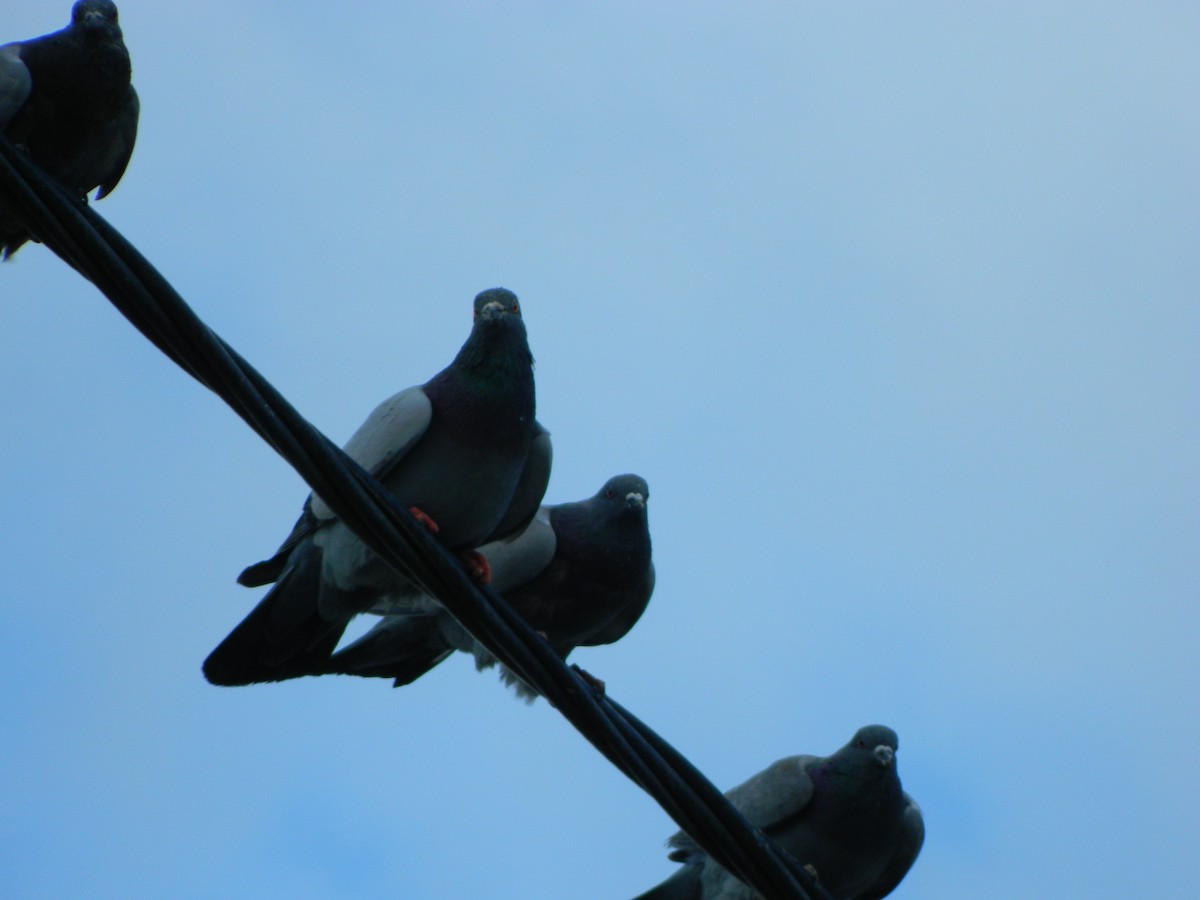 Kaya Güvercini (evcil tip) - ML645135883