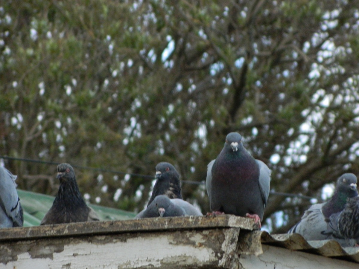 Kaya Güvercini (evcil tip) - ML645135885