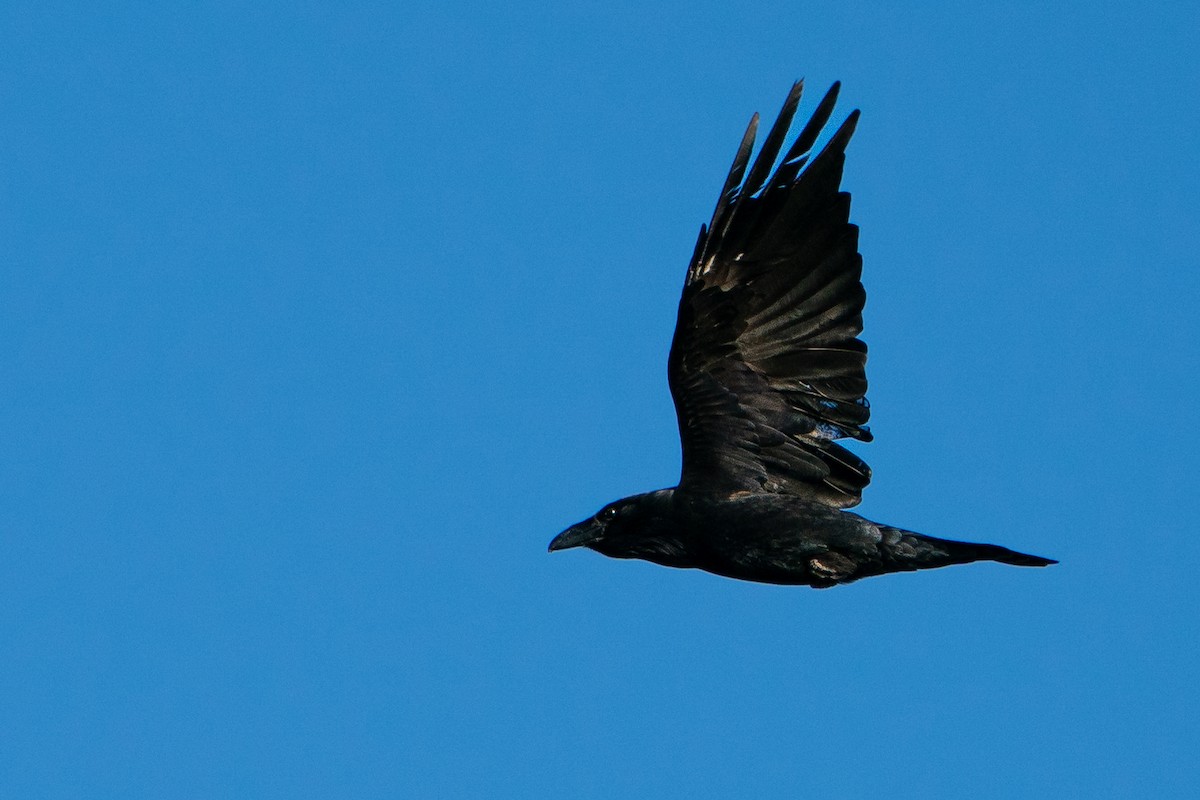 Kolkrabe - ML645135886