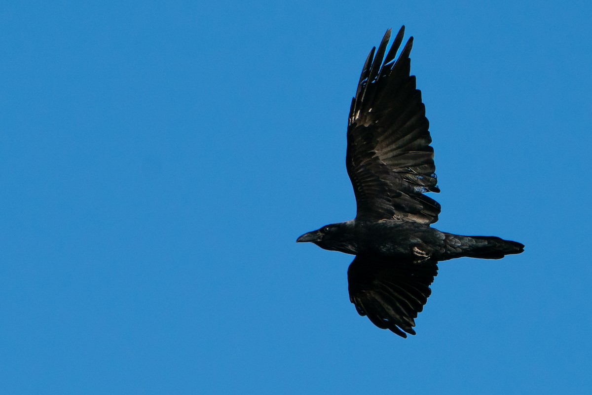 Kolkrabe - ML645135887