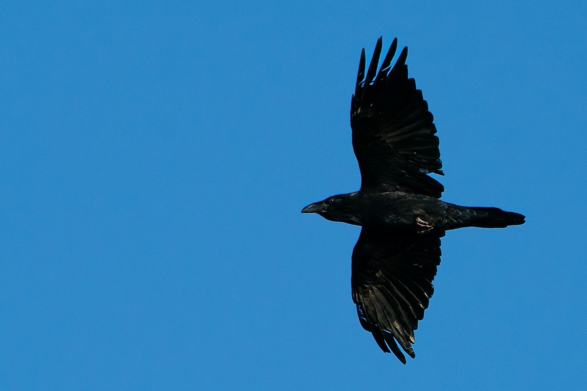 Kolkrabe - ML645135891