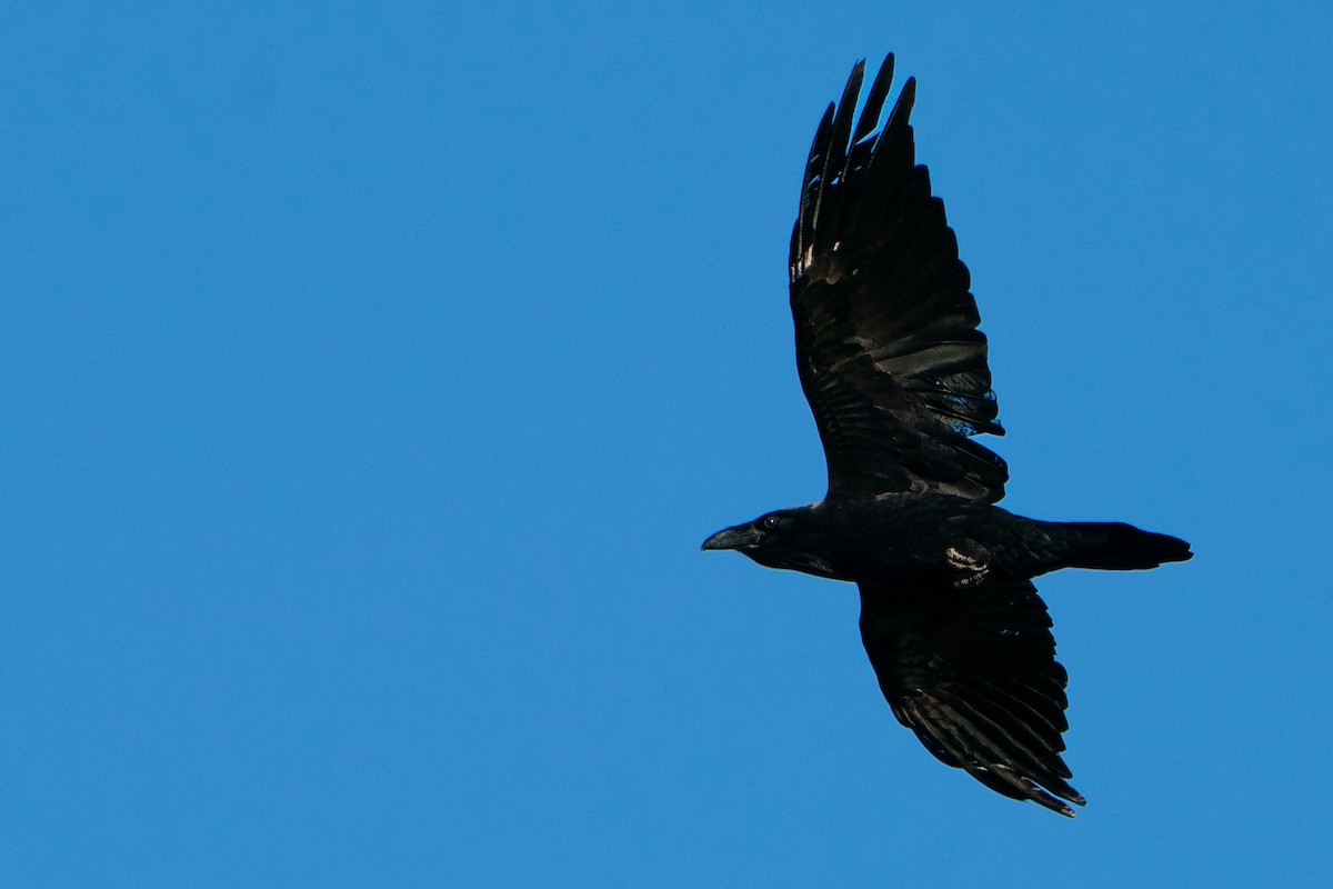 Kolkrabe - ML645135892