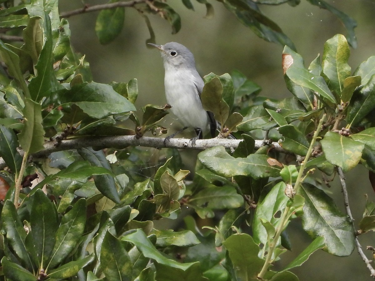 Голубая комароловка - ML645135897