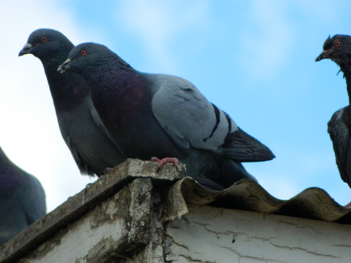 Kaya Güvercini (evcil tip) - ML645135899